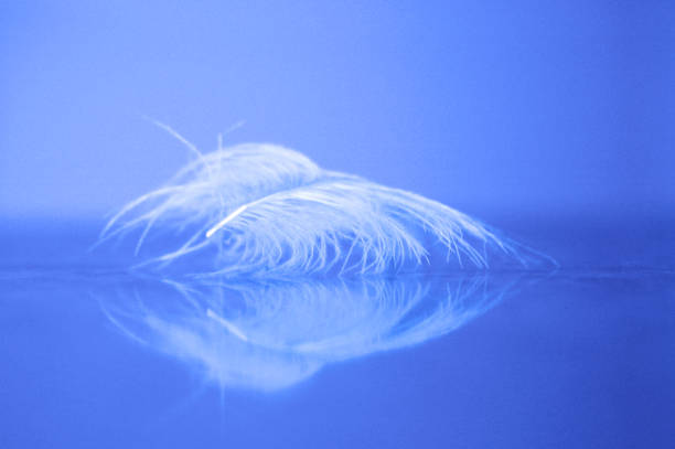 Closeup of a white delicate feather soft floating