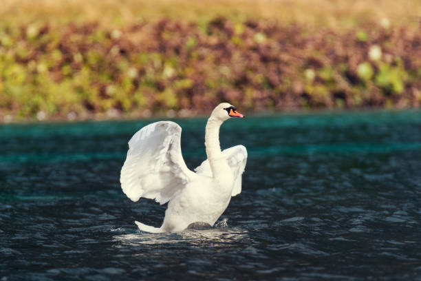 istock Swan at Lake Hunter in Kleinarl 1135121130