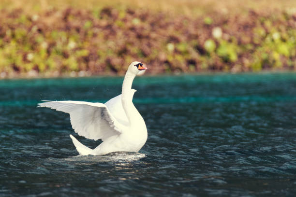 istock Swan at Lake Hunter in Kleinarl 1135121131