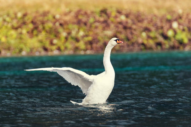 istock Swan at Lake Hunter in Kleinarl 1135121136
