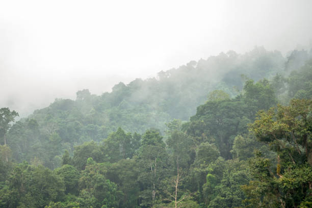 istock Morning fog over green rain forest. 1135121194