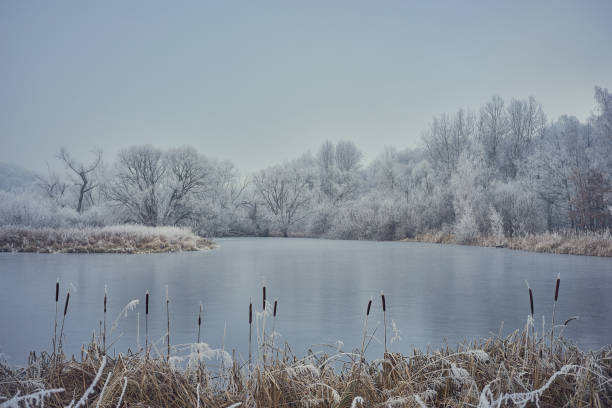 un étang calme et gelé avec quenouilles au premier plan. derrière l'eau, une forêt blanche givrée. - frozen cold lake reed photos et images de collection