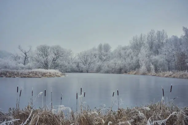 Photo of A calm, frozen pond with cattail in the foreground. Behind the water, a white frosted forest.