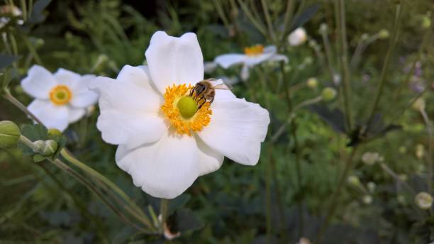 istock Honeybee on an Anemone 1135124320