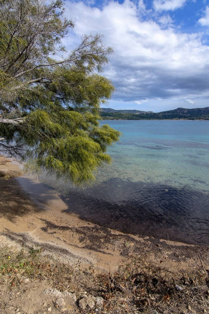 istock Landscape with tree and sandy beach in Sardinia 1135124407