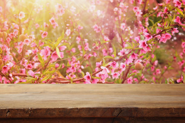 istock wooden table in front of spring blossom tree landscape. Product display and presentation 1135124430