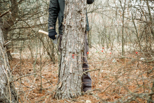 istock man hiding in the autumn forest with an axe 1135125453