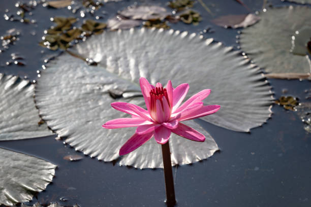 Pink Lotus Flower