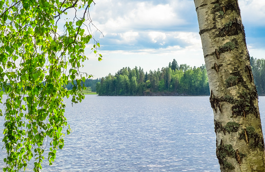 Idyllic lake view with close up from birch tree at spring day in Finland