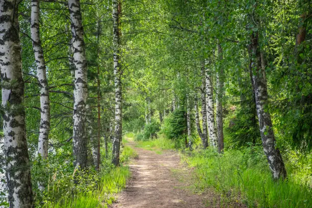 Photo of Idyllic path in forest with lush birches at spring day in Finland
