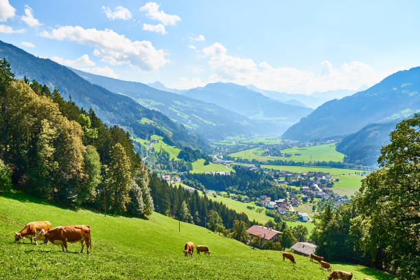 blick über das schöne zillertal - alp village meadow field stock-fotos und bilder