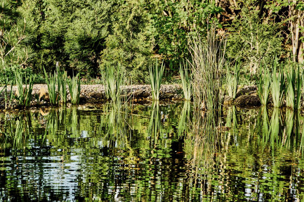 istock Spring magic pond on a background of evergreen trees. Clear sunny windless day. 1135129198