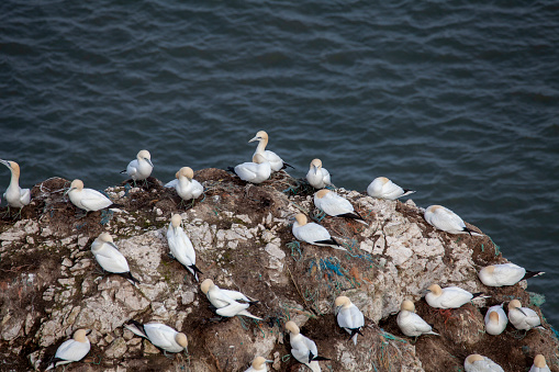Gannets nesting on a cliff, plastic and nylon rope can be seen used in the nest. Showing the problem of plastic in the ocean
