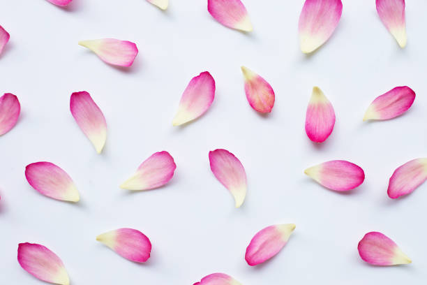 istock Lotus petals on white 1135130087