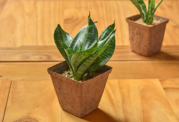 istock Desk decoration plant pot. 1135130382