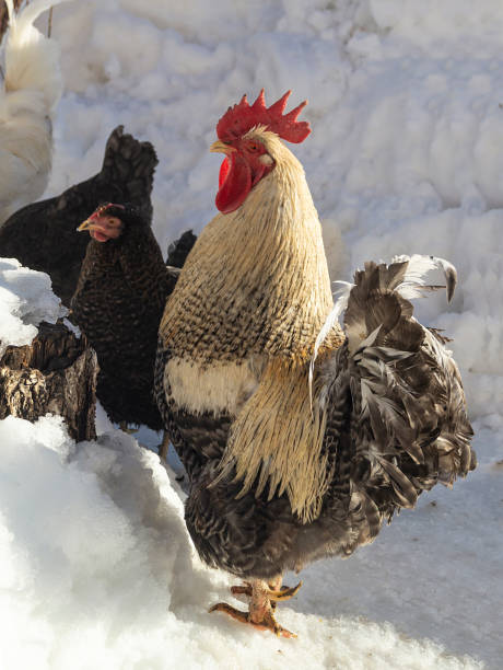 Cock with hen on farm in winter Cock with hen on farm in winter on snow at bright solar day winter chicken coop stock pictures, royalty-free photos & images