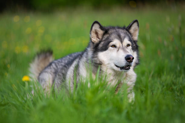 istock Alaskan Malamute dog lying in the grass 1135130693