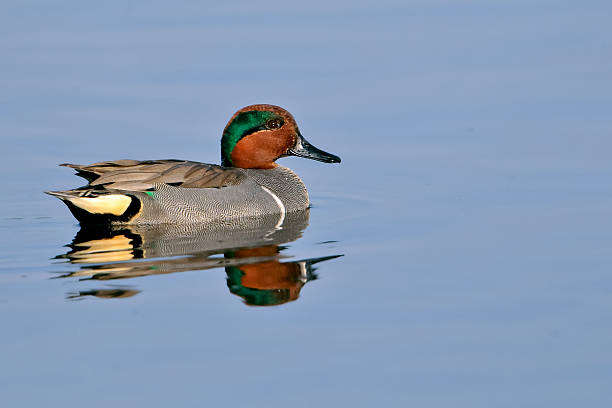 istock green-winged teal duck swimming in pond 113513079