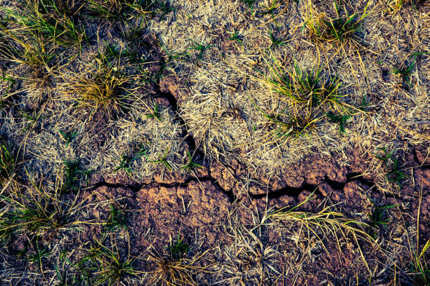 Cracked earth ground and dry grass in grassland