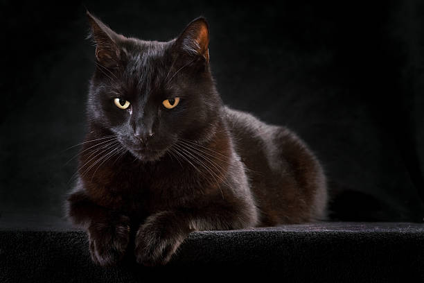 Black cat perched on a raised black surface stock photo