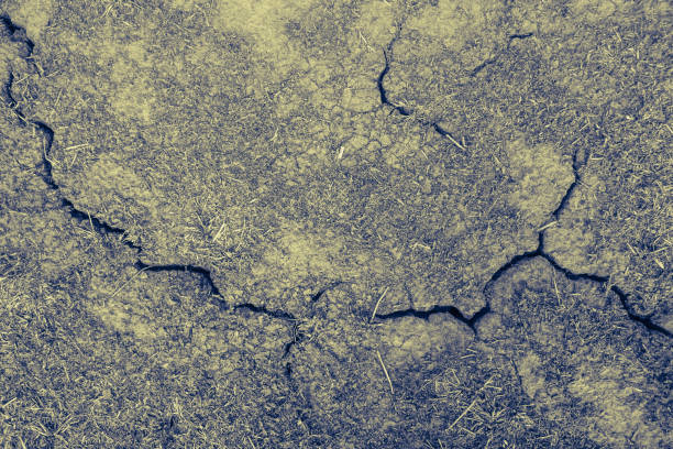 Cracked earth ground and dry grass in grassland