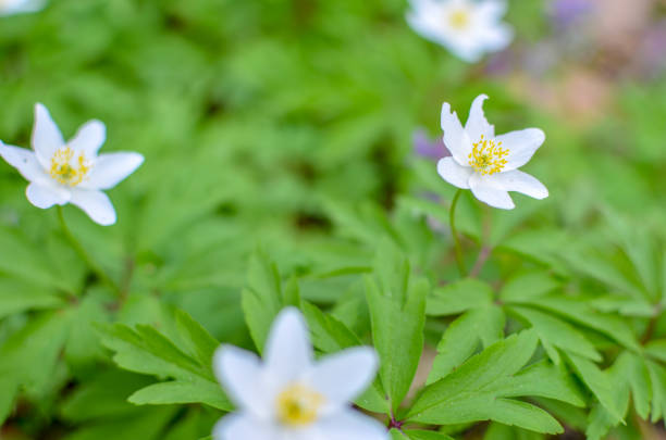 istock Group of white blooming Anemone Ranunculoides in spring forest 1135131975
