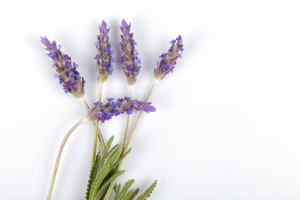 istock Lavender flowers isolated on white 1135132005