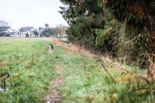 istock Husky in the Countryside 1135133558