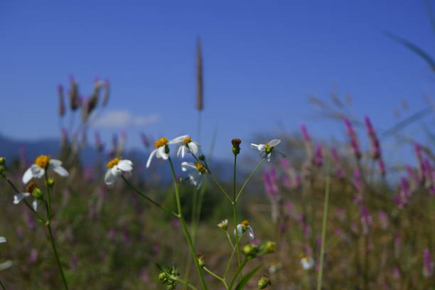 istock glass flower bloom in nature against blue sky background 1135133748