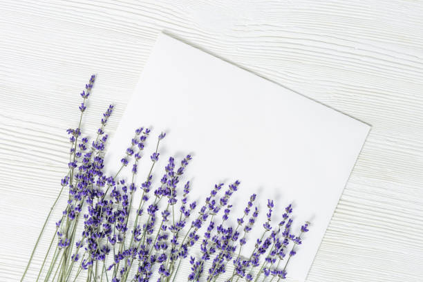 istock Lavender flowers on white wooden background with copy space. Clean space for text on white sheet of paper (mock up). 1135134089