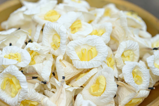 istock sandalwood flowers 1135134737