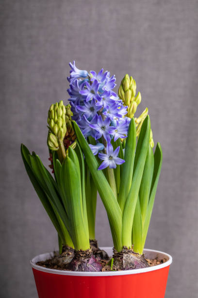 istock Beautiful colored hyacinths on gray background 1135134988