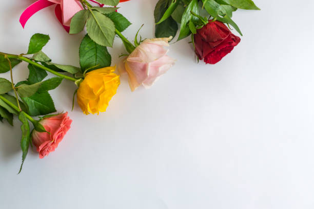 istock Colorful roses on white background with place for text. 1135136483