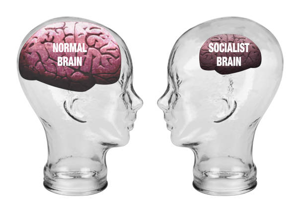 Small Brain vs Large brain. Socialist small brain and normal large brain. left wing politics stock pictures, royalty-free photos & images