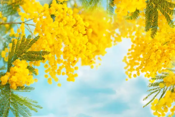 Mimosa flowers with leaves on sky background