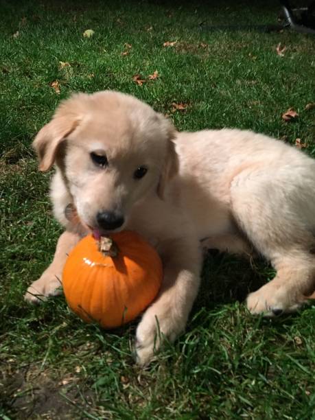 istock Puppy and a small pumpkin 1135140068
