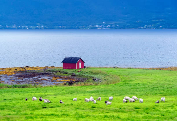 istock Sheep and sea in Senja Island, Norway. 1135140128