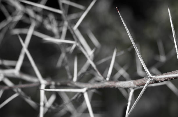a branch of sharp and long thorns with dark background