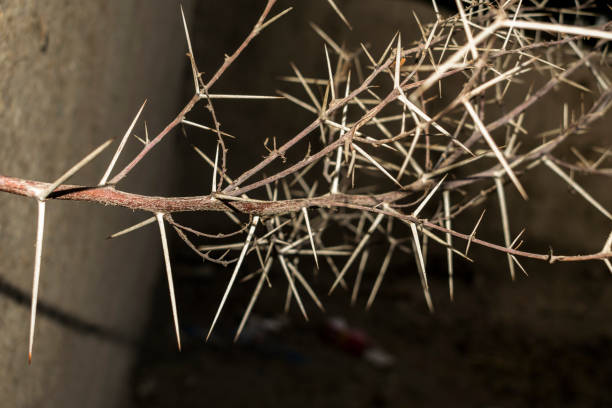a branch of sharp and long thorns with dark background