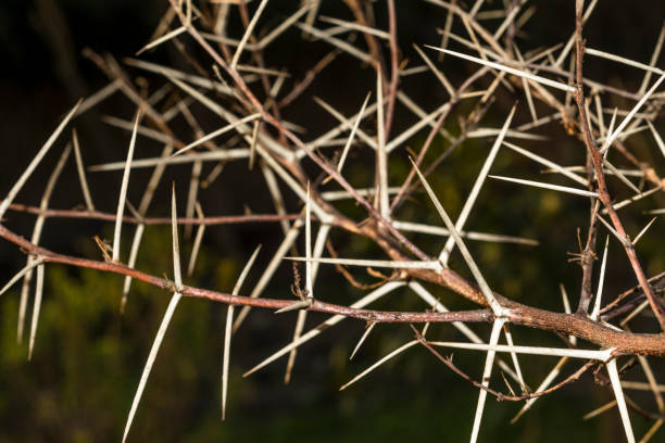 istock a branch of sharp and long thorns with dark background 1135140346