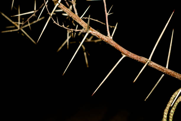 istock a branch of sharp and long thorns with dark background 1135140372