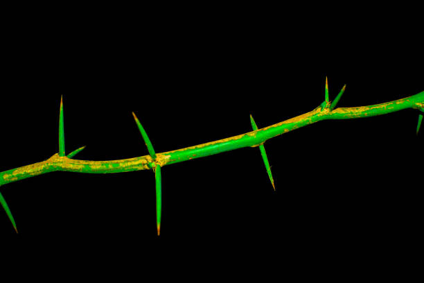 red rose thorn in garden