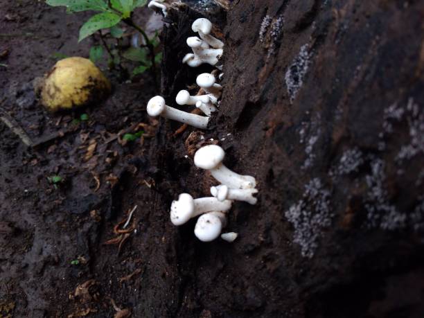 istock wood mushrooms 1135142325
