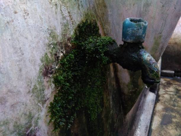 istock green mushroom and water 1135142721