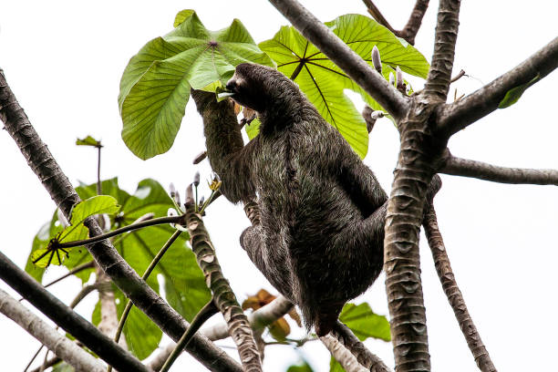 istock sloth in Costa Rica 1135143430