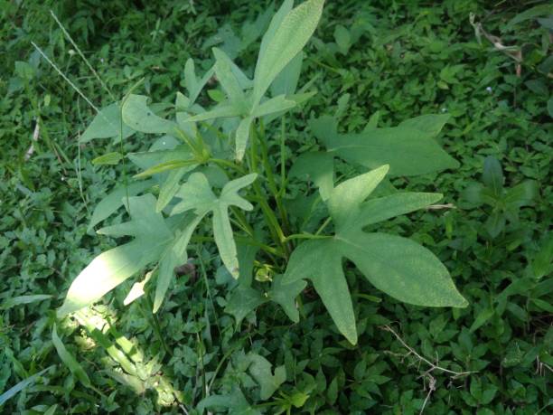 istock plant small close up photograph 1135143594