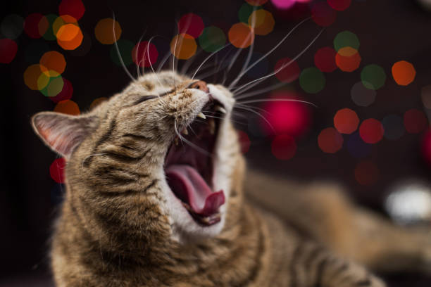 istock The cat is yawning on the background of multi-colored lights 1135145865