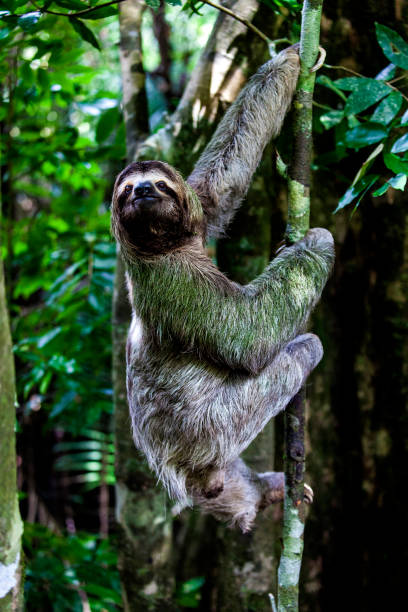 sloth in the Manuel Antonio national park sloth, Manuel Antonio National Park, Costa Rica, Central America sleeping koala bear stock pictures, royalty-free photos & images