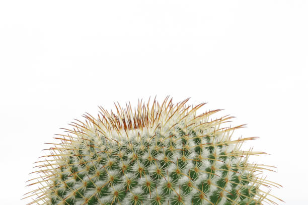 istock Ball cactus plant in terracotta pot isolated on white background and copy space 1135149806