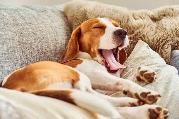 beagle müde schlafen auf couch gaken - yawning stock-fotos und bilder